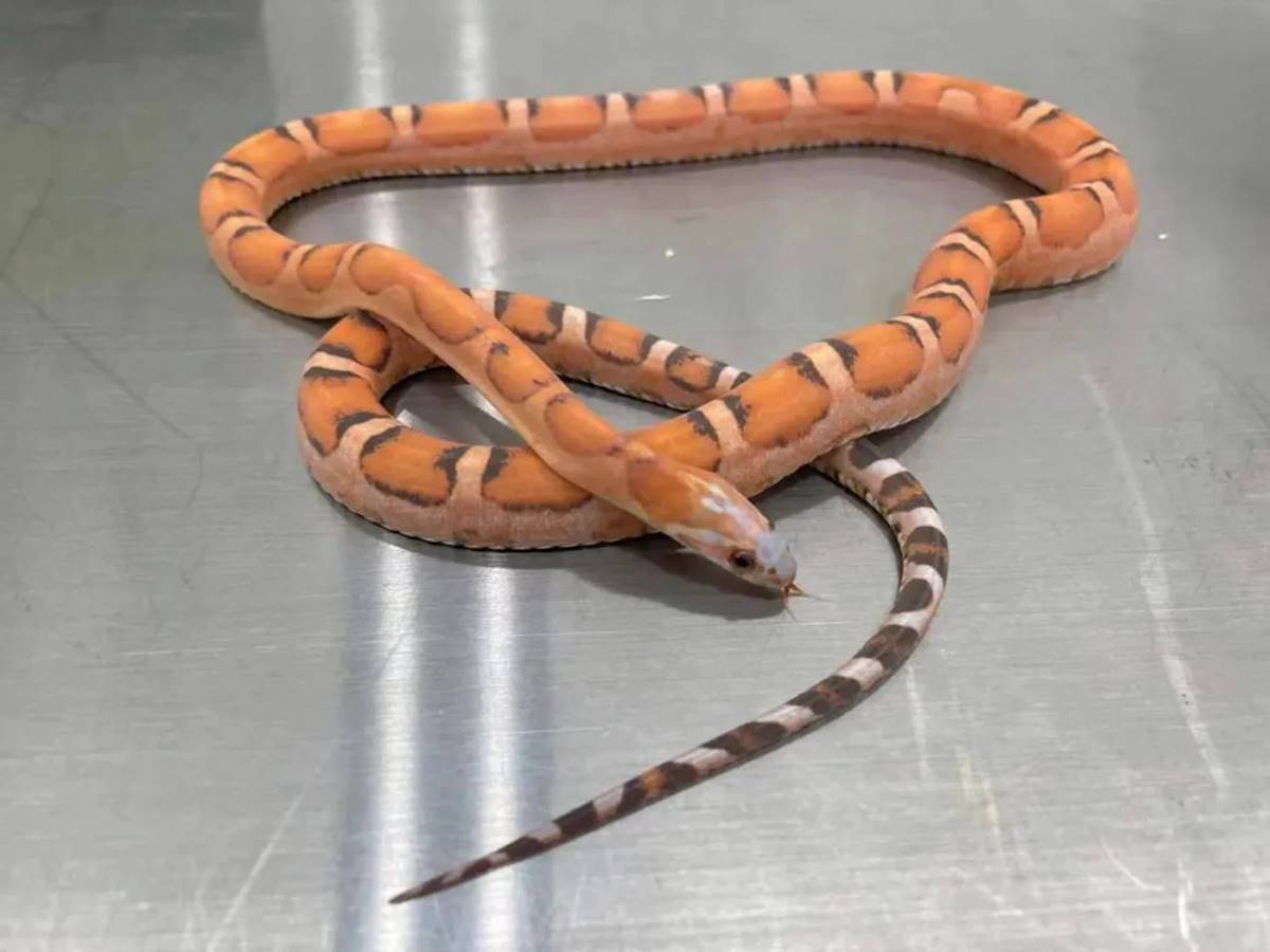 sutyenine-yilan-saklayan-kadin-yakalandi-4