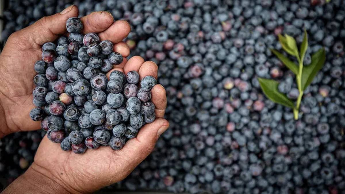 yaban-mersini-hangi-hastaliga-iyi-gelir