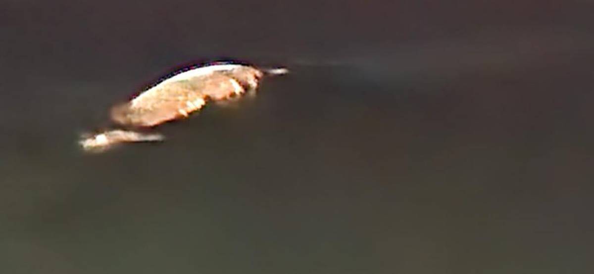 hatayda-balina-goruldu-2