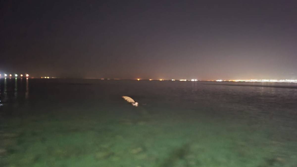 hatayda-balina-goruldu-3