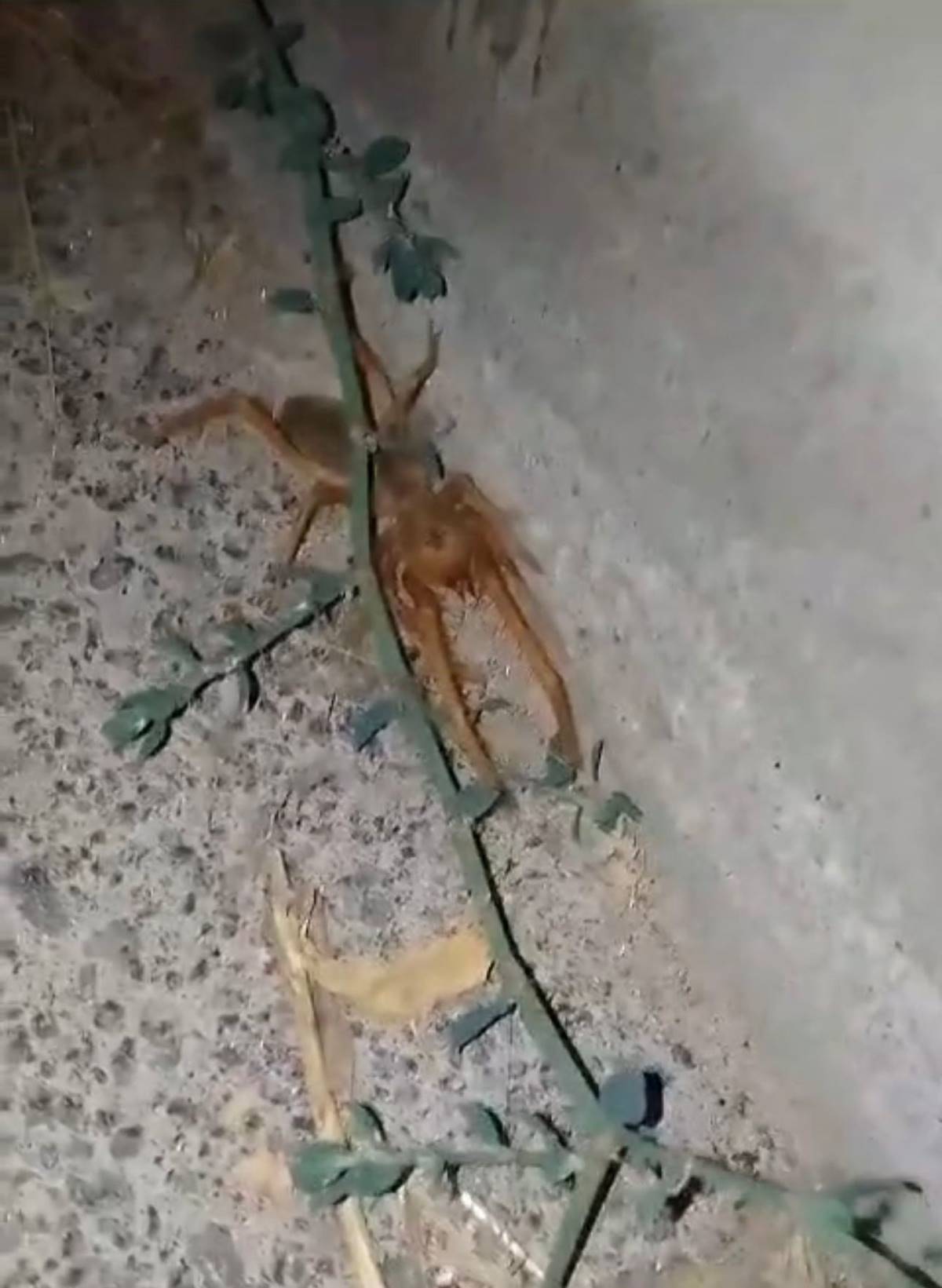 et-yiyen-sarikiz-orumcegi-zehirli-mi-2