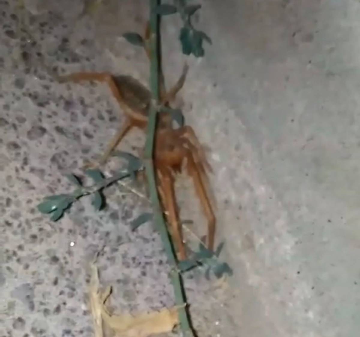 et-yiyen-sarikiz-orumcegi-zehirli-mi-3