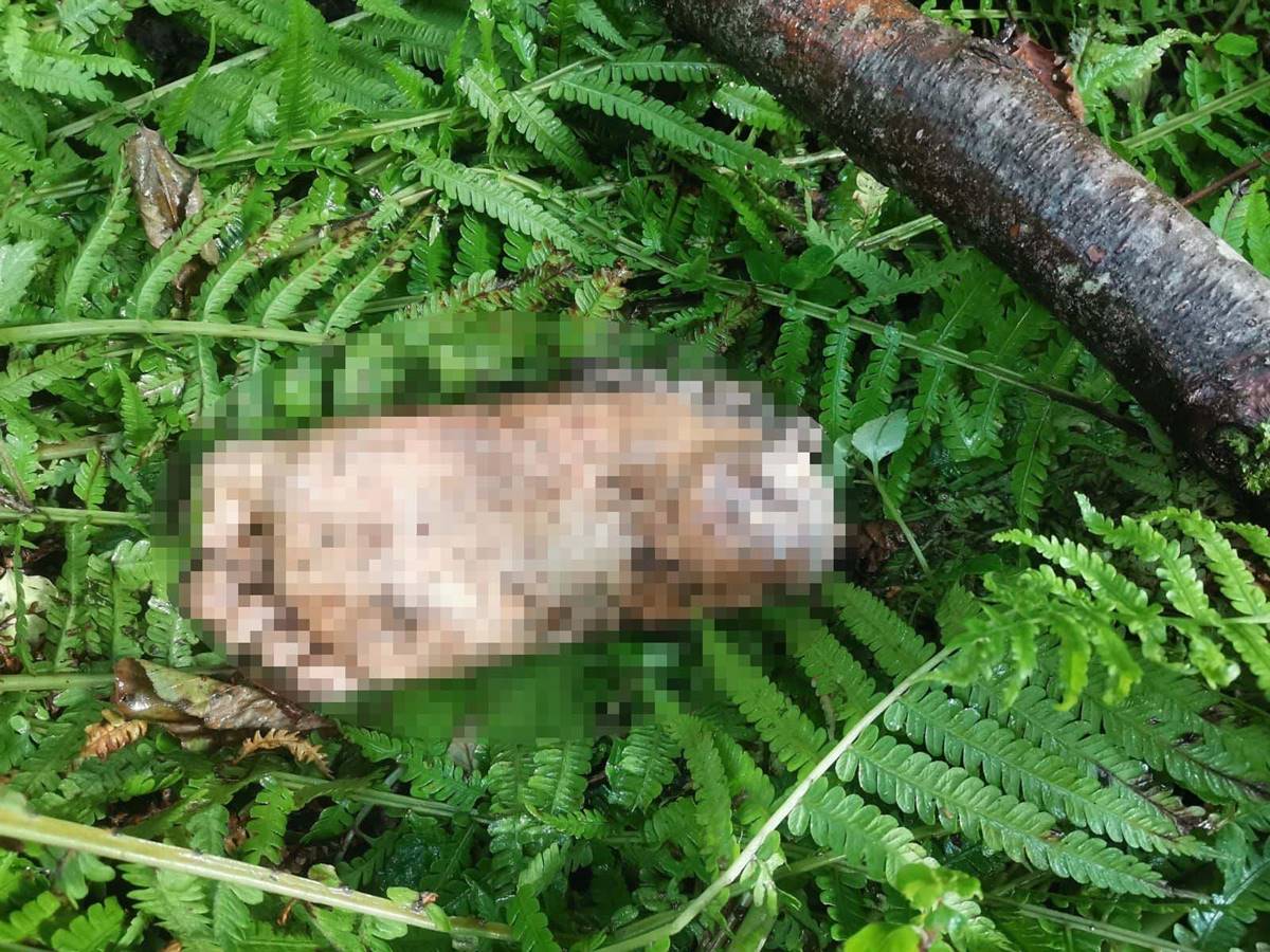 artvin-borckada-insan-ayagi-bulundu-1