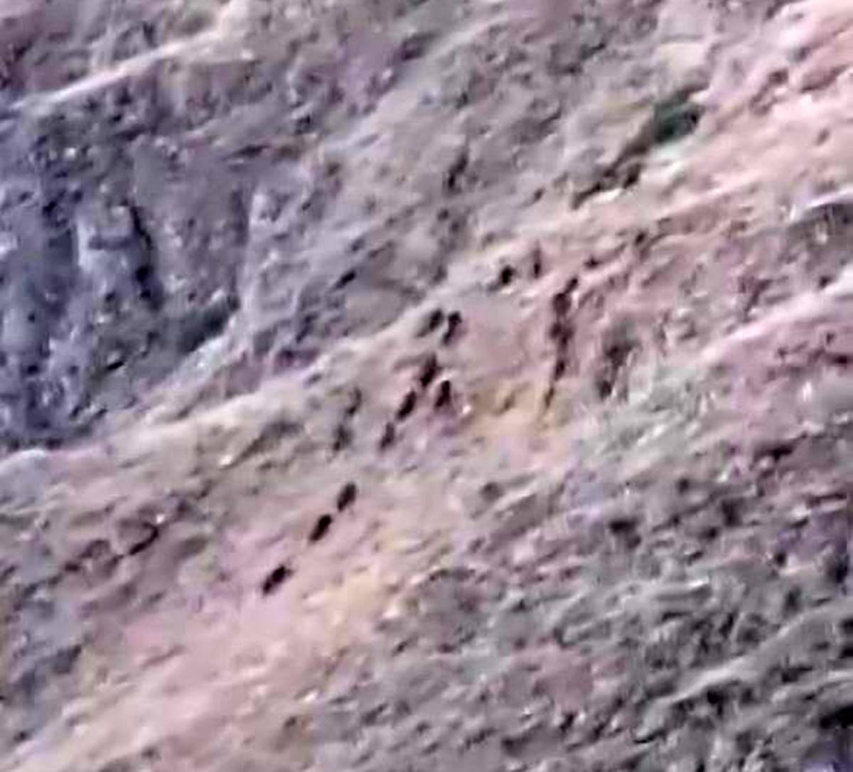 basibos-gezen-domuzlar-korkuttu-2