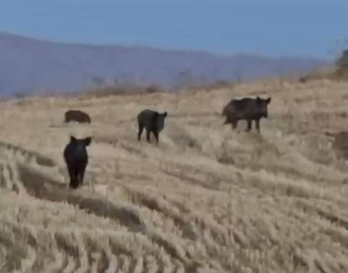 basibos-gezen-domuzlar-korkuttu-3