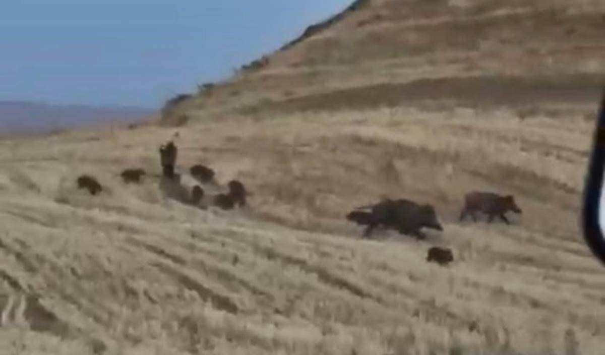 basibos-gezen-domuzlar-korkuttu-4