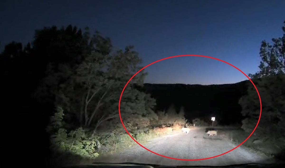 basibos-gezen-domuzlar-korkuttu-5