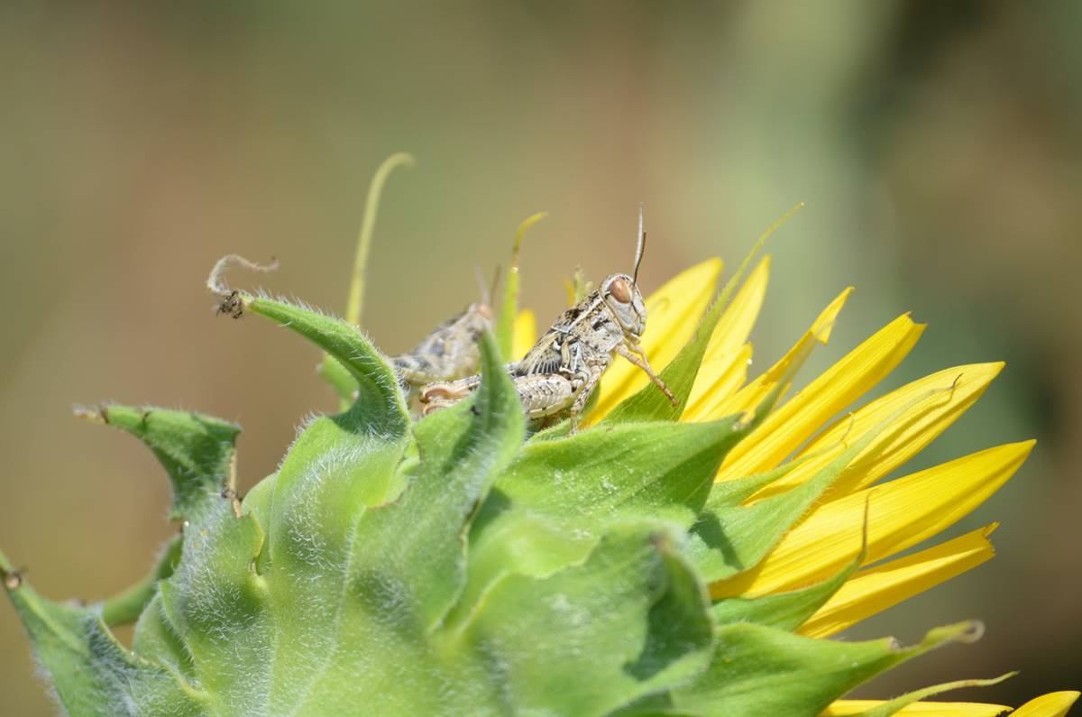 cekirge-istilasi-goruntuleri-10