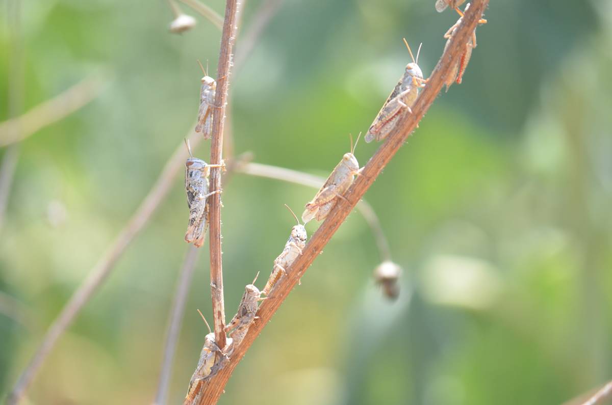 cekirge-istilasi-goruntuleri-11