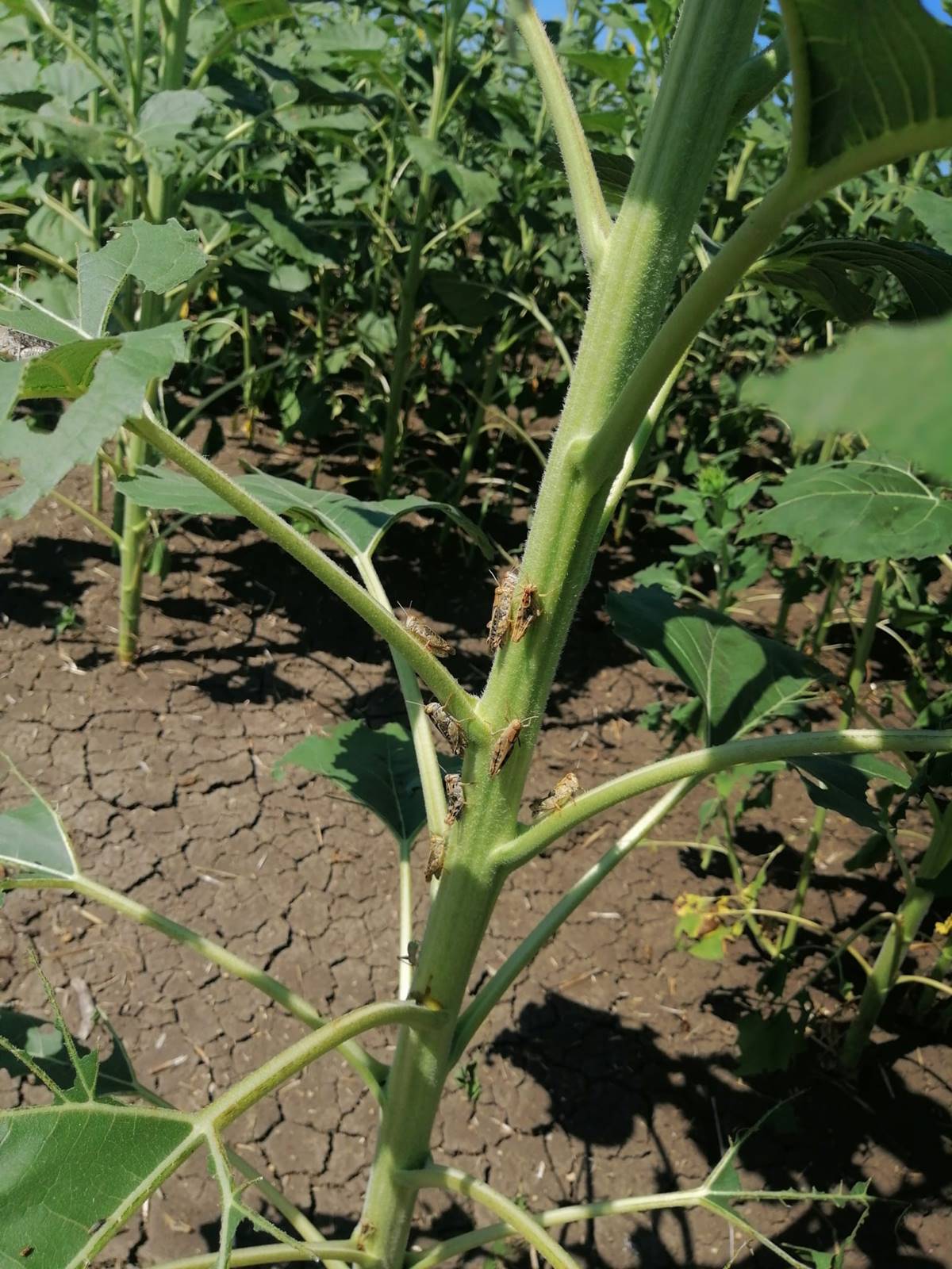 cekirge-istilasi-goruntuleri-2