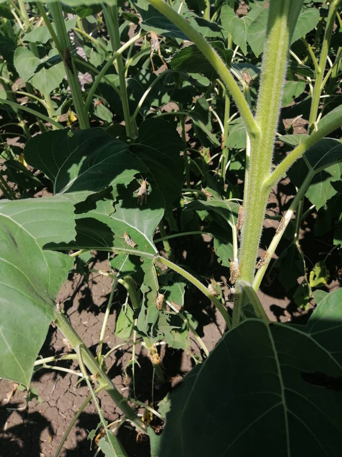 cekirge-istilasi-goruntuleri-4