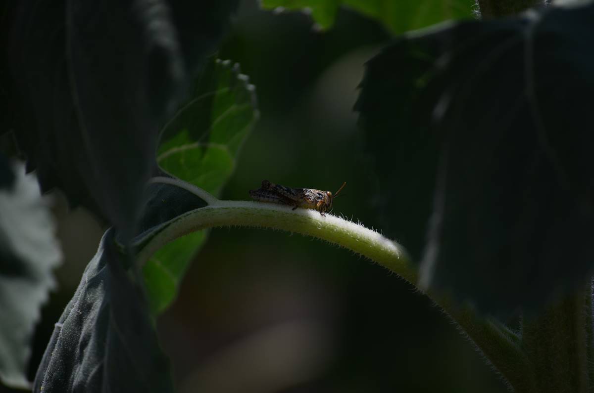 cekirge-istilasi-goruntuleri-7