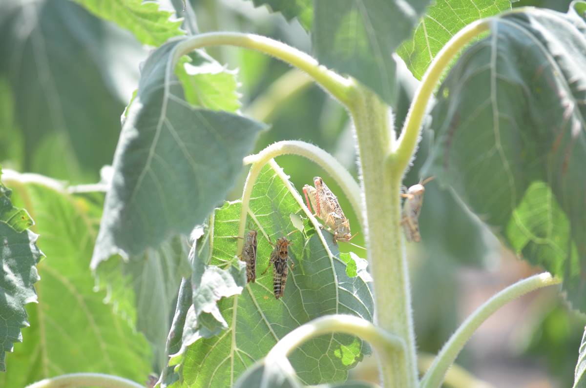 cekirge-istilasi-goruntuleri-8