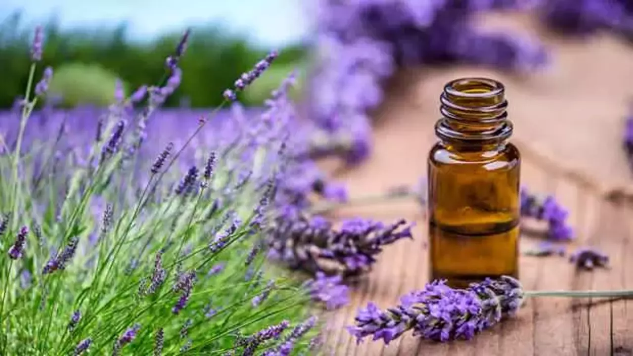 lavanta-yagi-faydalari-nelerdir-lavanta-yagi-yuze-nasil-uygulanir-1635166150-0665