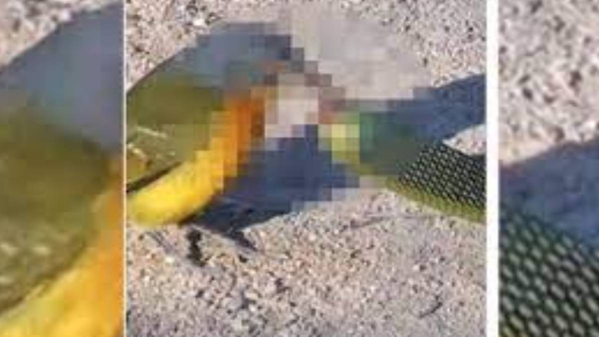 dffdfd-2023-07-22t115435-685