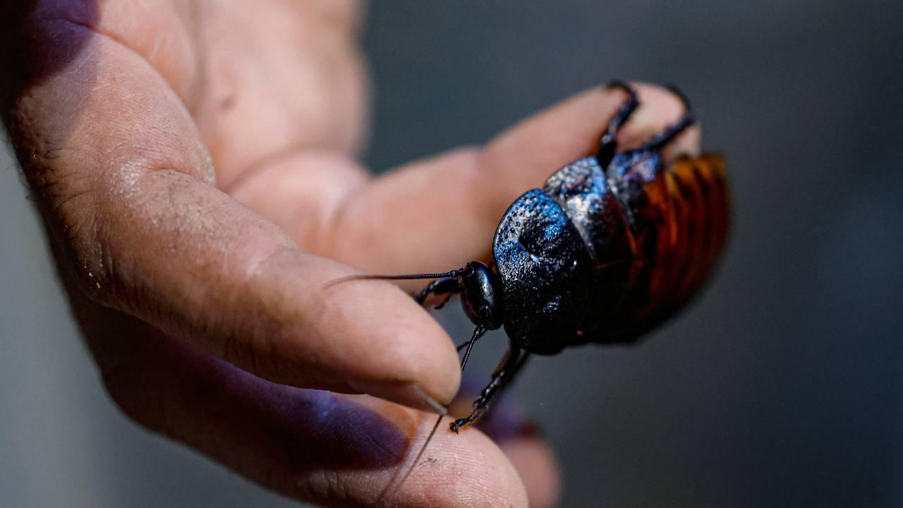 hamam-bocekleri-aa-1753583
