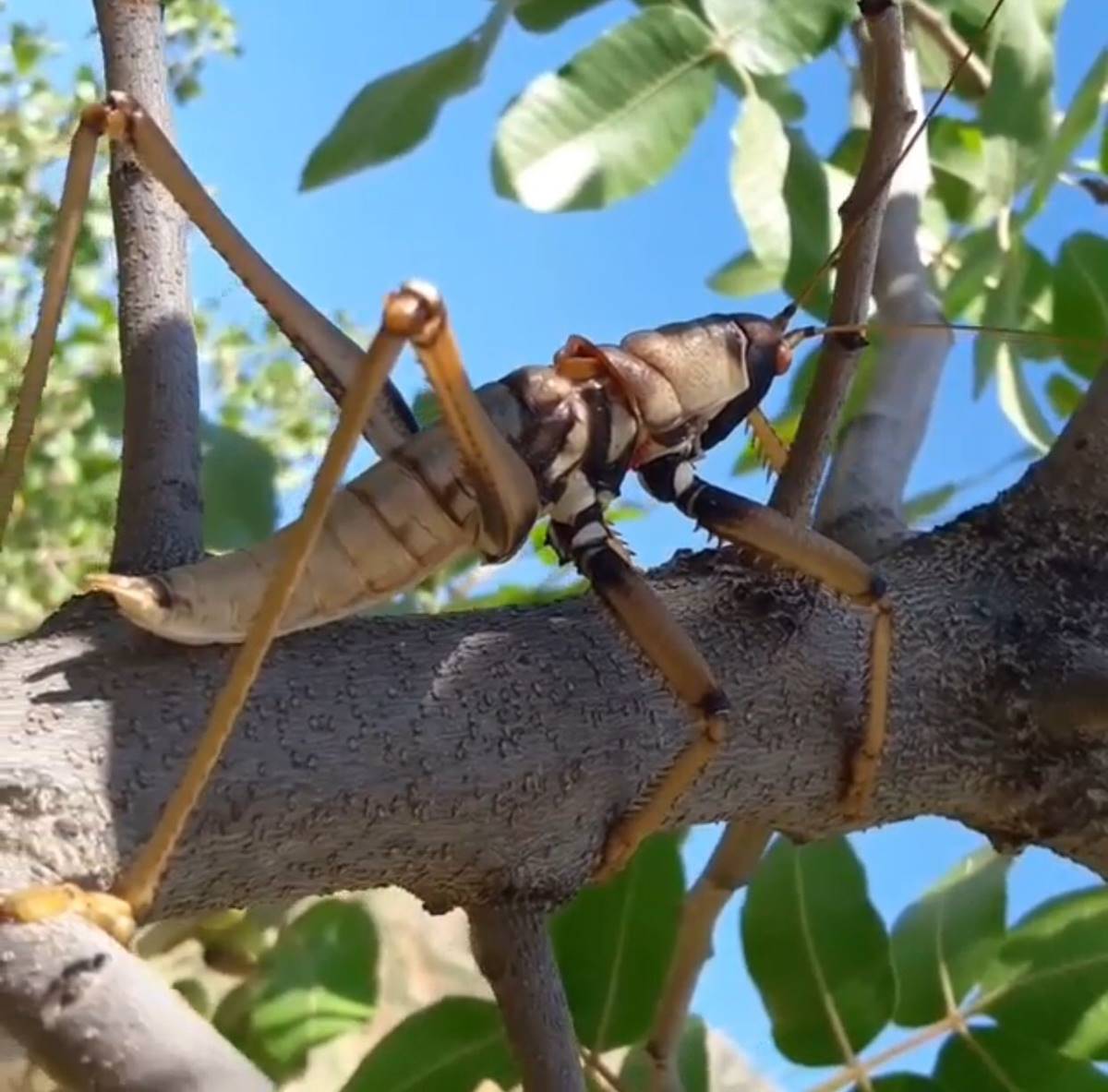 etcil-cekirgen-nerede-yasar-1