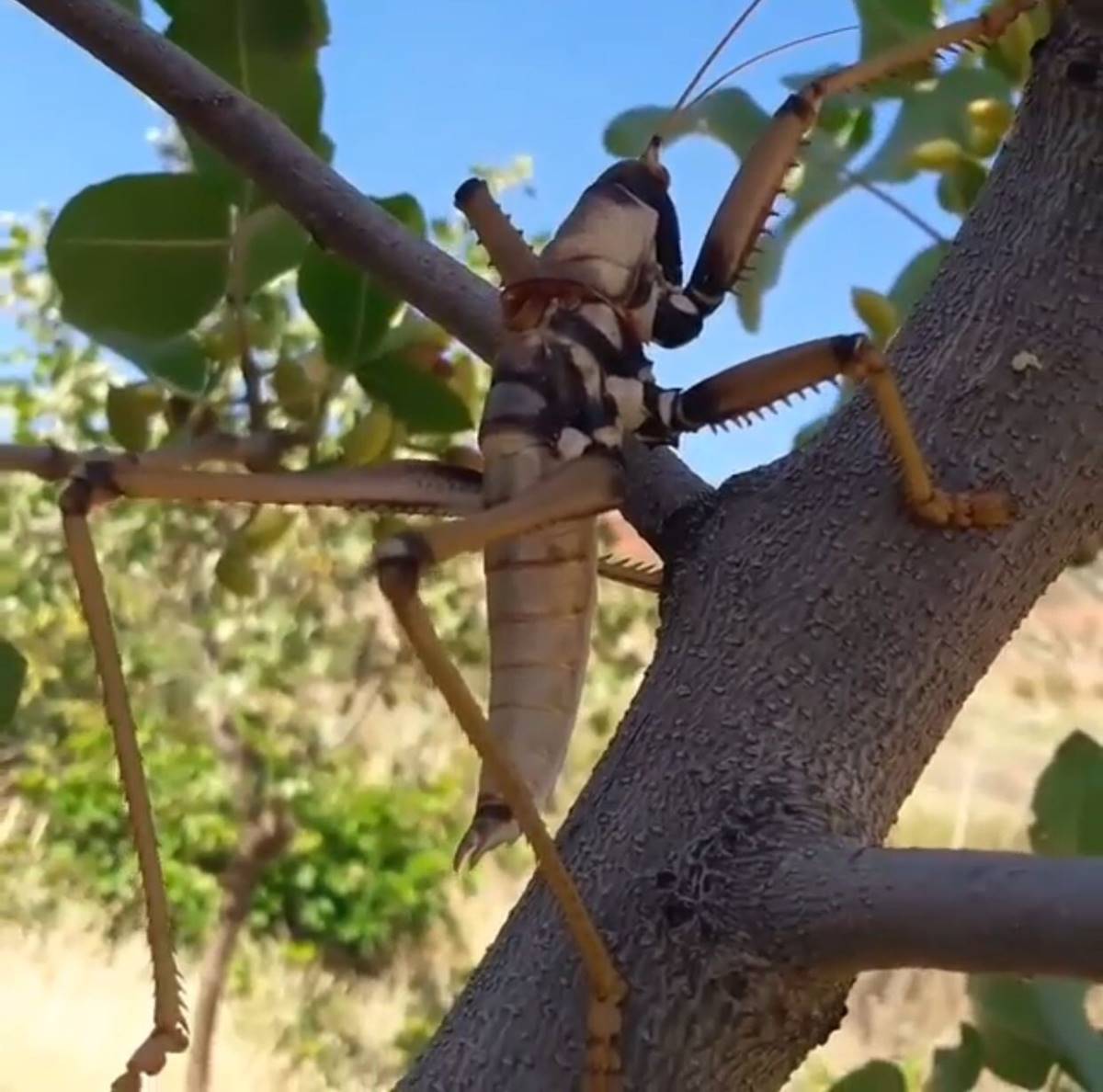 etcil-cekirgen-nerede-yasar-2