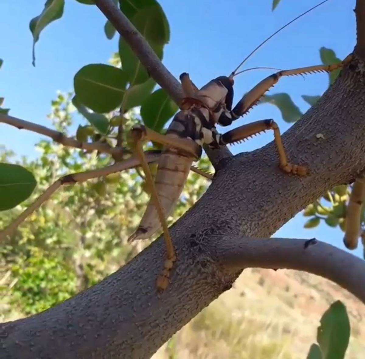 etcil-cekirgen-nerede-yasar-3