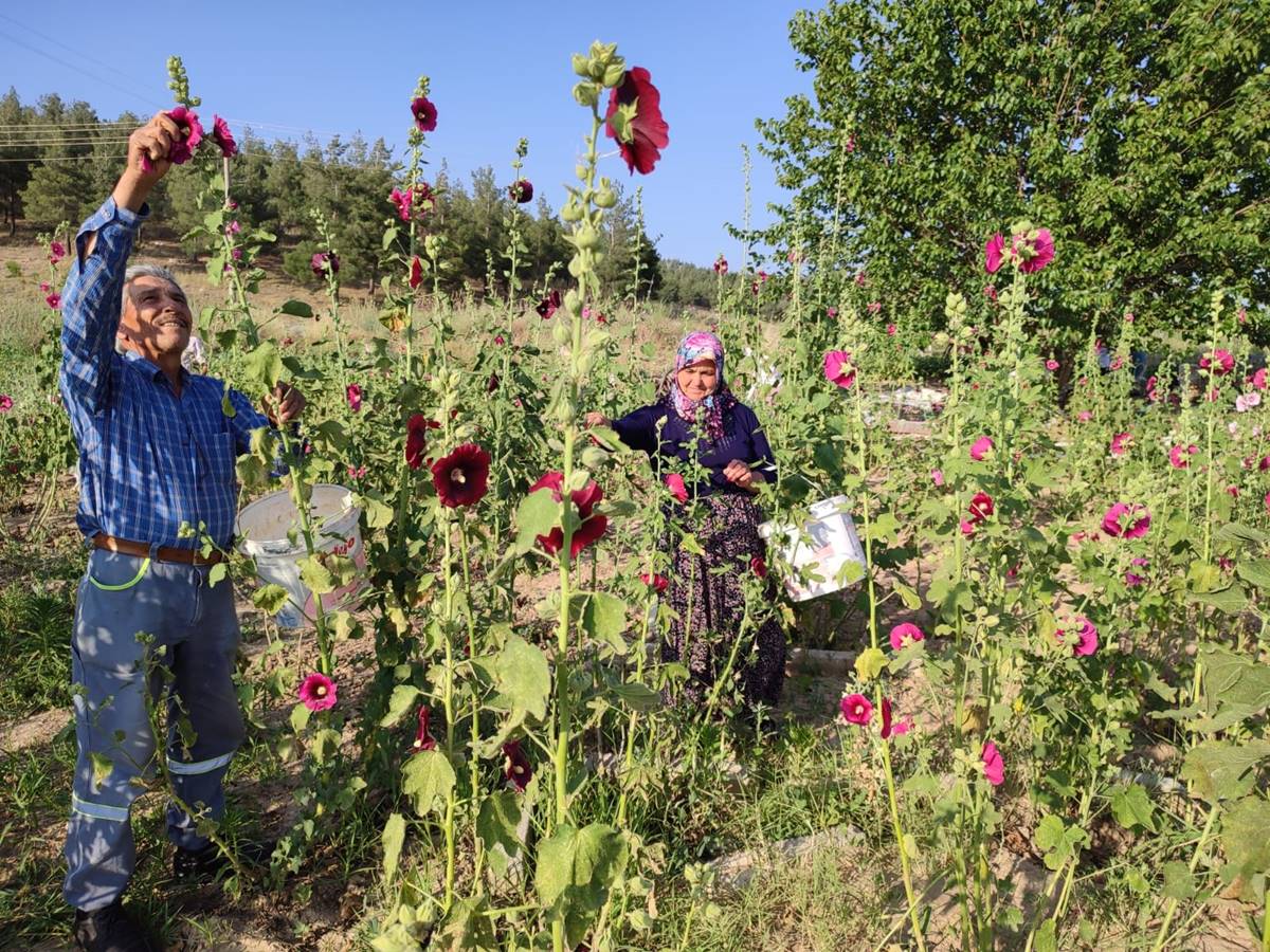 hatmi-cicegi-faydalari-neler-nerede-satilir-1