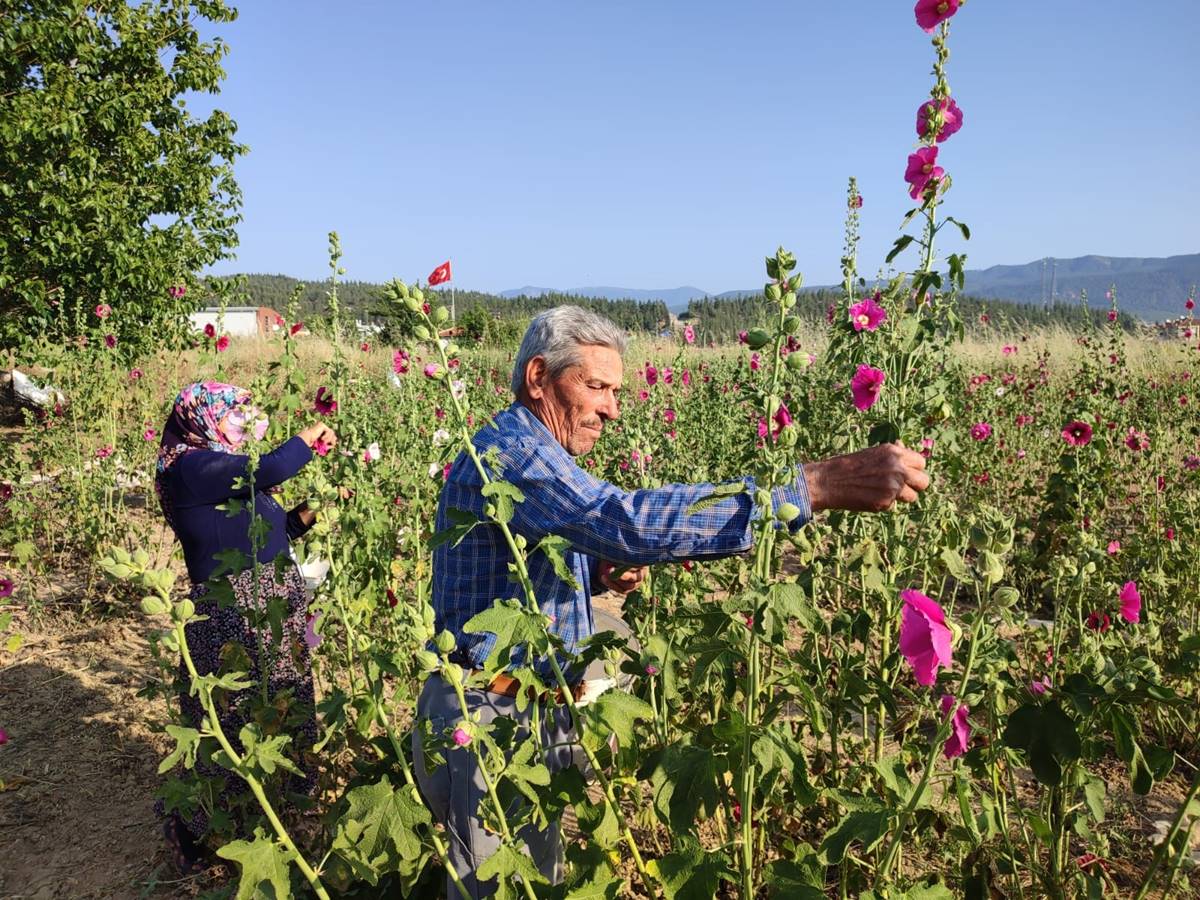 hatmi-cicegi-faydalari-neler-nerede-satilir-3