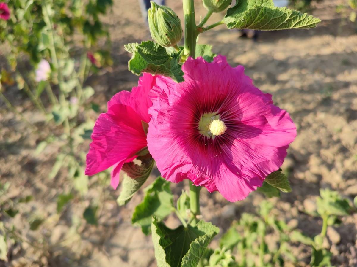 hatmi-cicegi-faydalari-neler-nerede-satilir-4