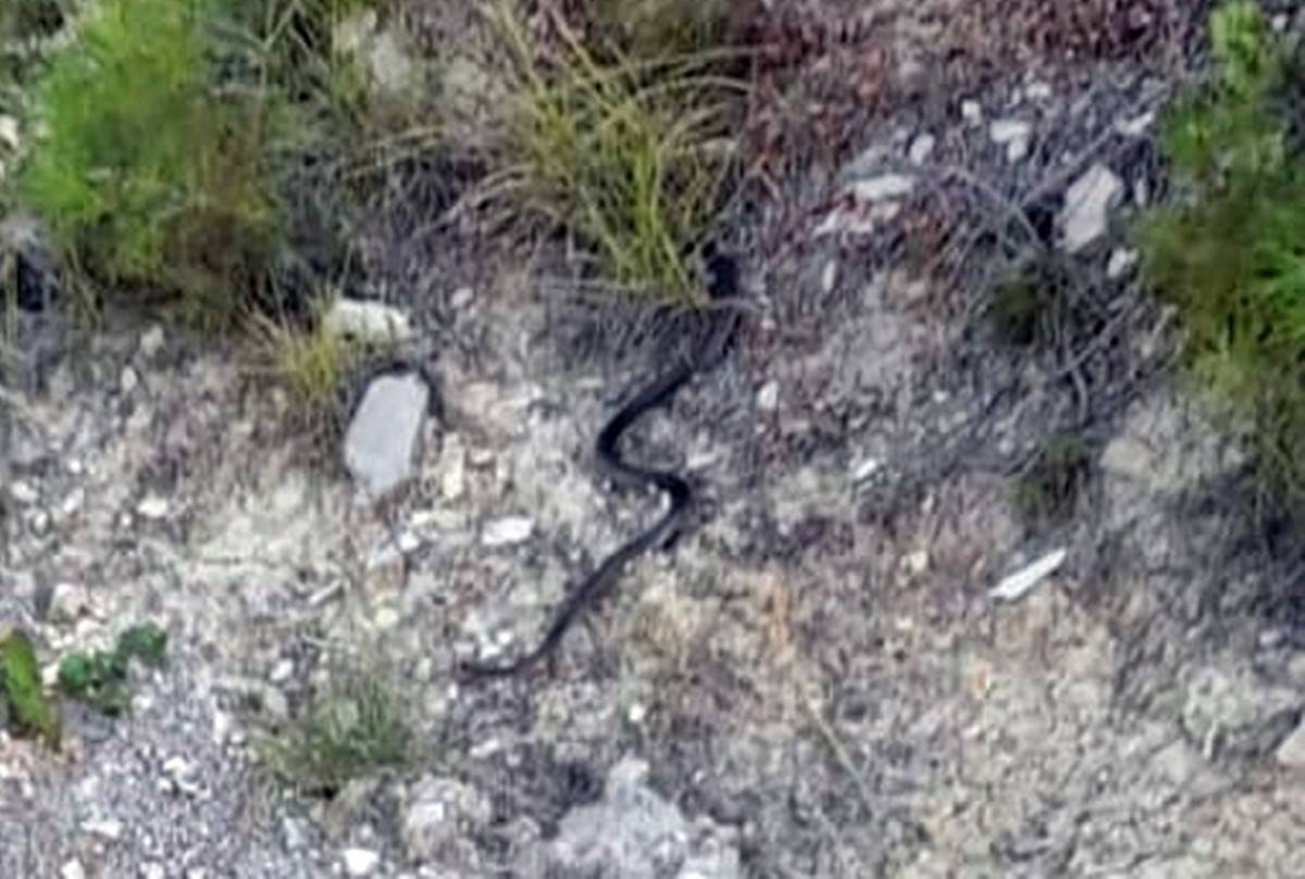 boz-yilan-zehirli-mi-1