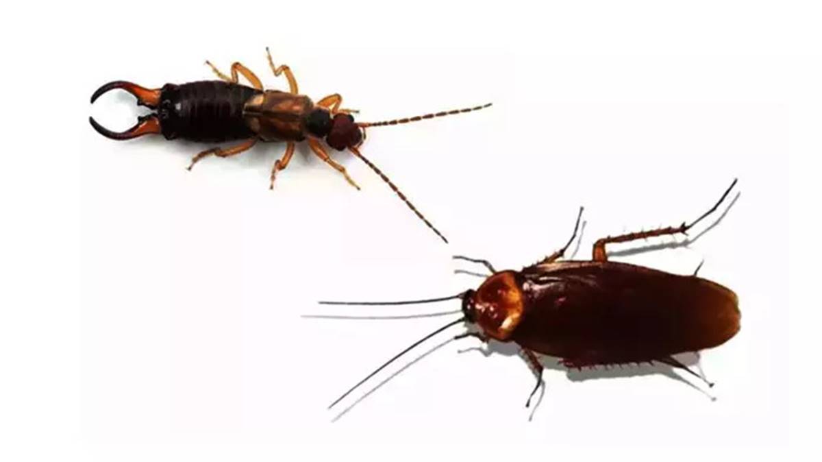 bocekler-nasil-uzaklastirilir-1