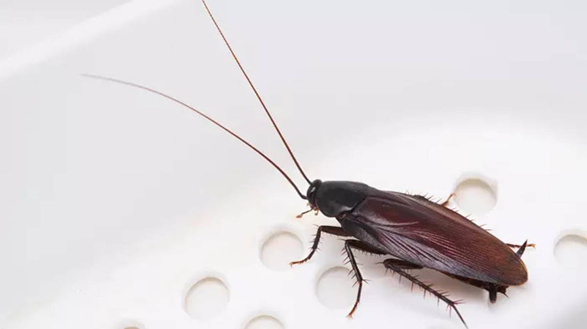 bocekler-nasil-uzaklastirilir-2