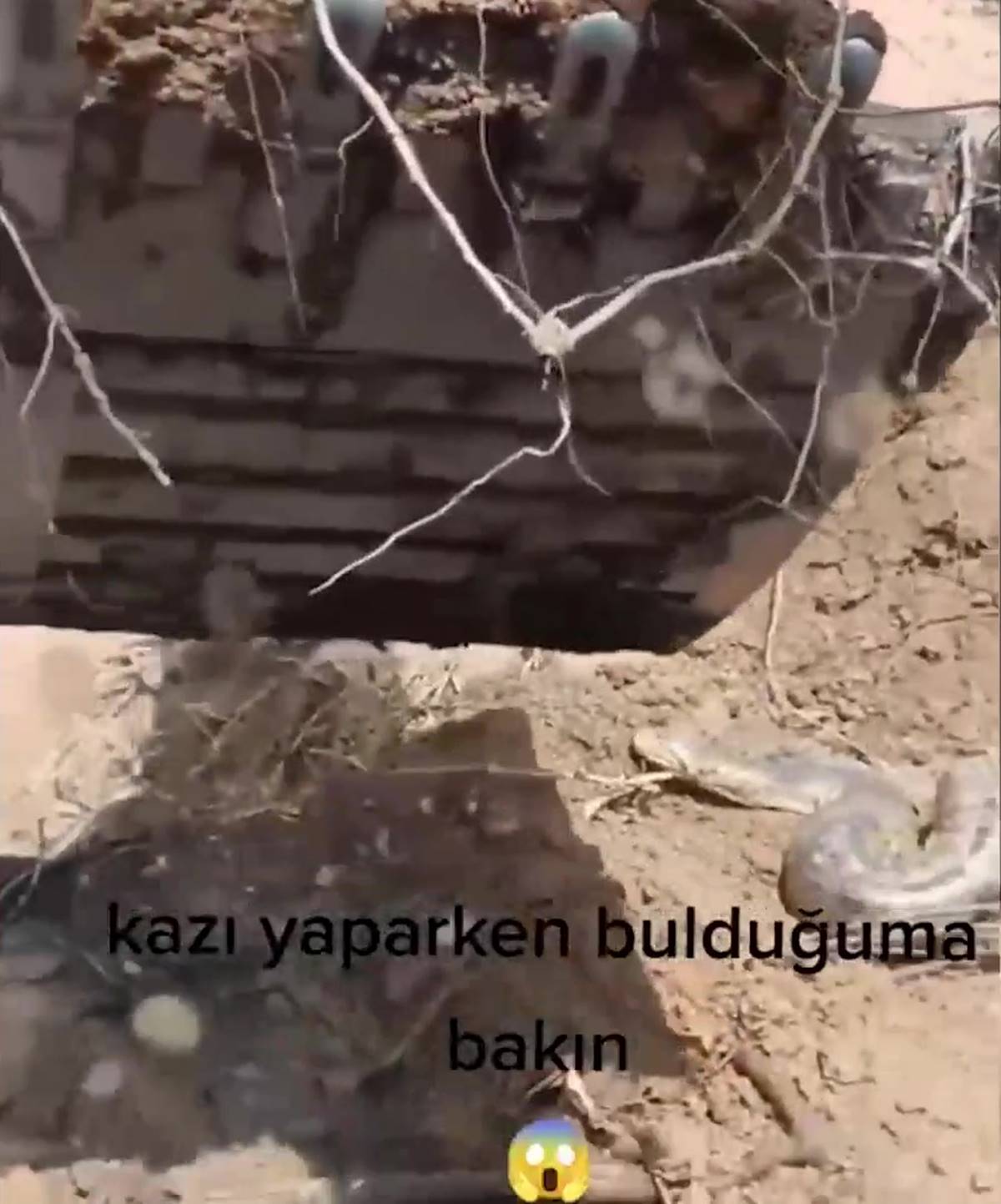 kazi-yaparken-cikan-dev-yilan-korkuttu-1