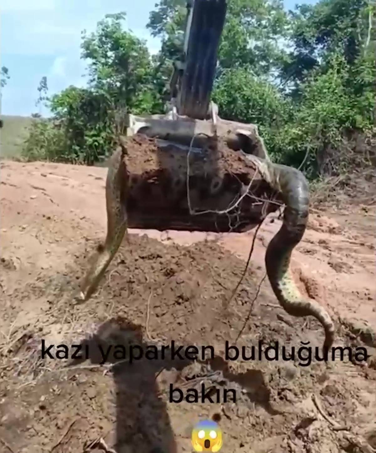 kazi-yaparken-cikan-dev-yilan-korkuttu-2