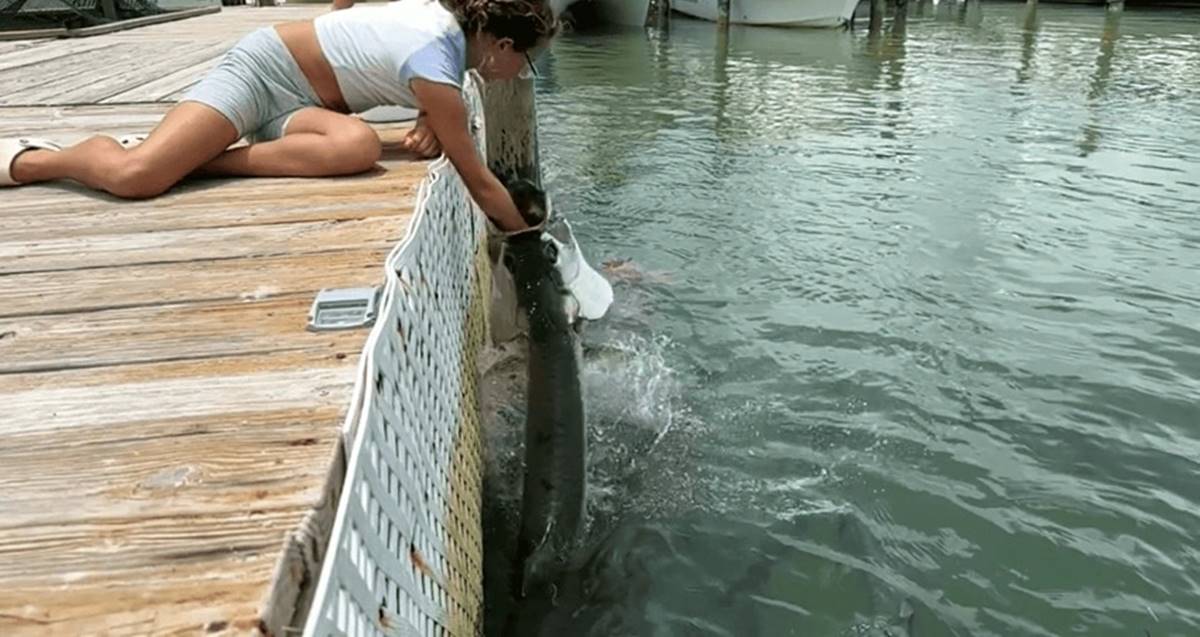 baligi-beslerken-yem-oluyordu-2