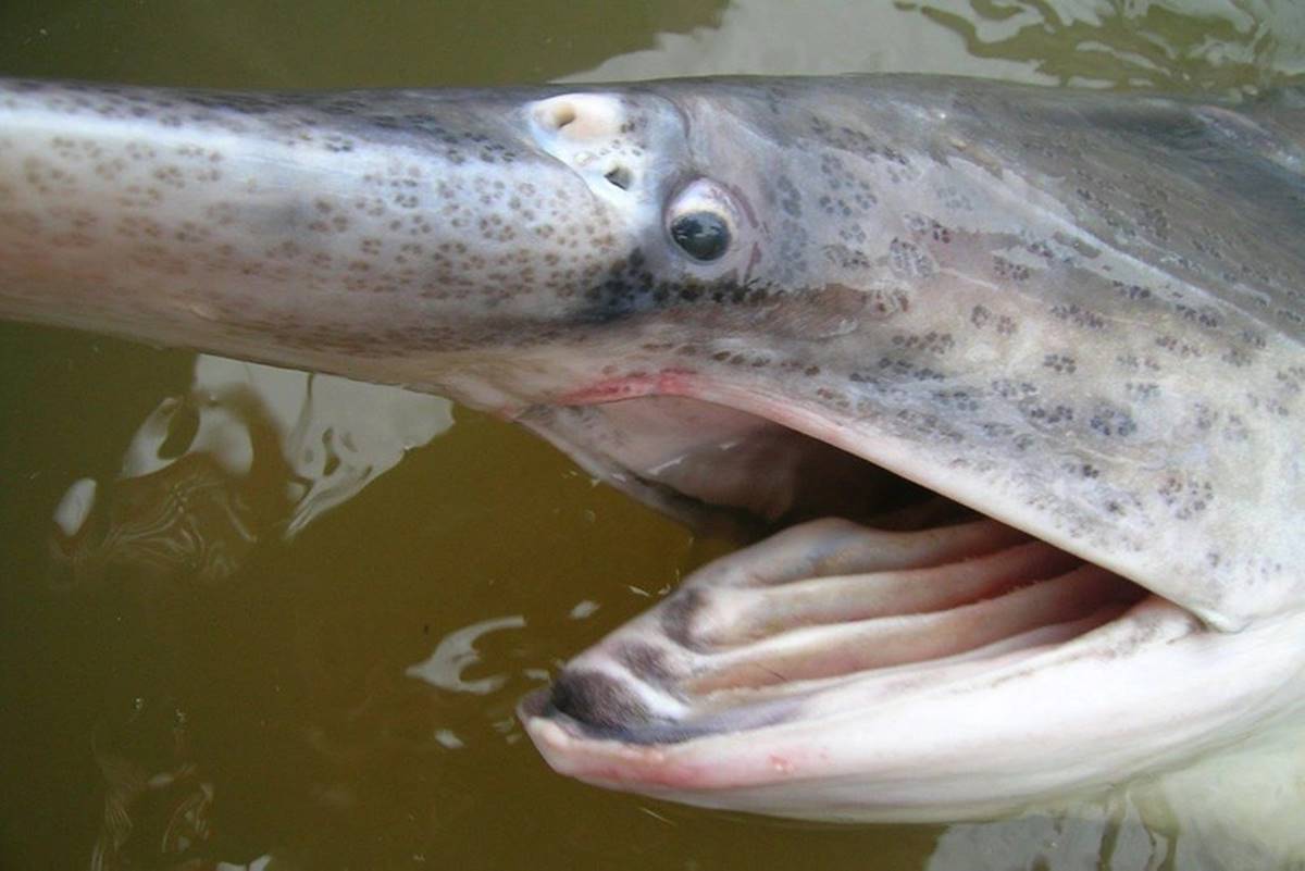 mersin-baliigi-nerede-yetisir-2