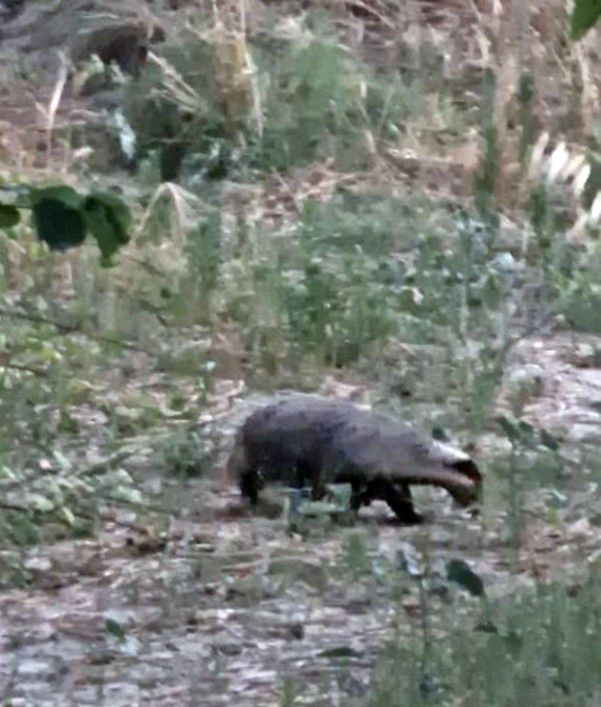 nadir-bulunan-porsuk-muglada-goruntulendi-1