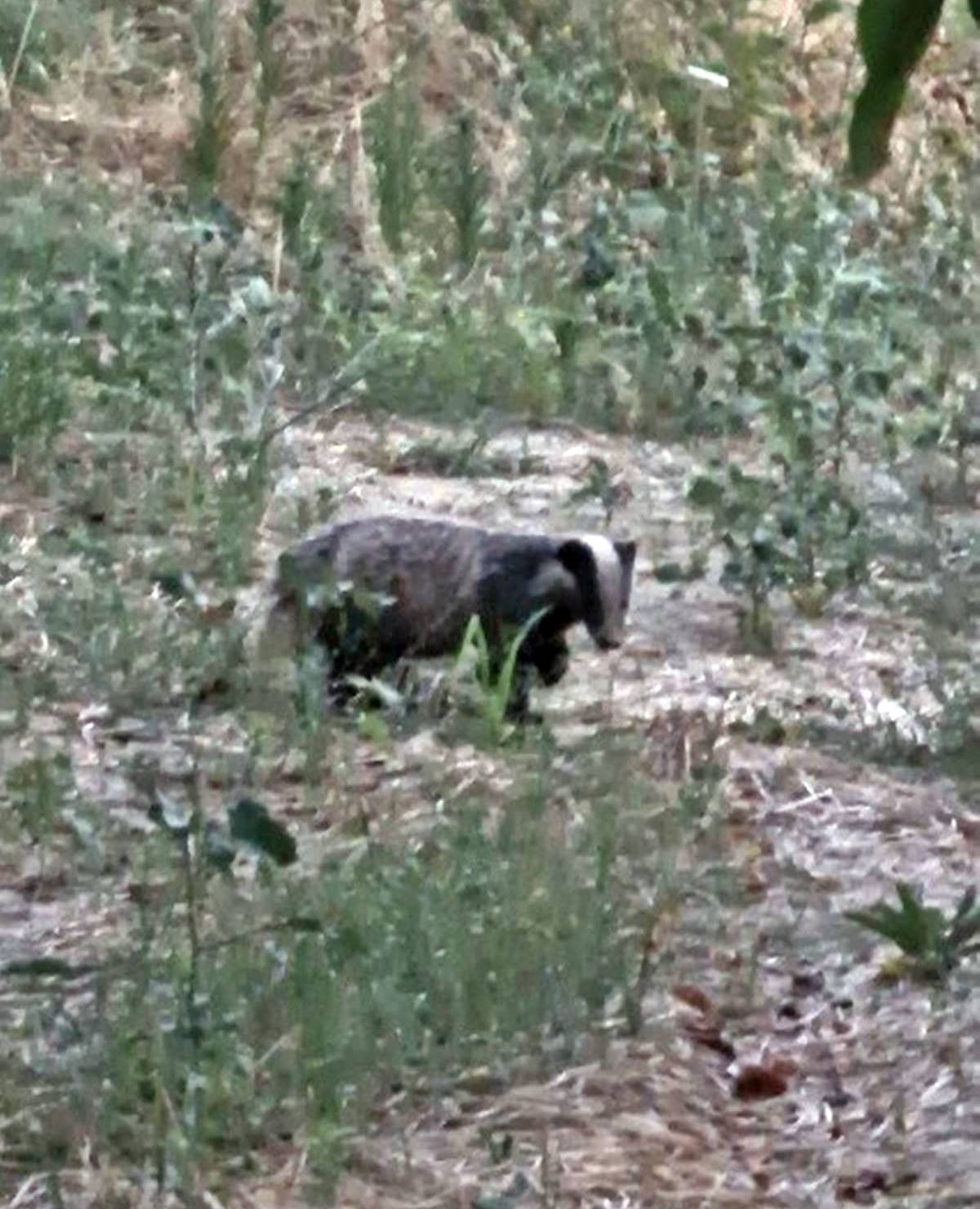 nadir-bulunan-porsuk-muglada-goruntulendi-2