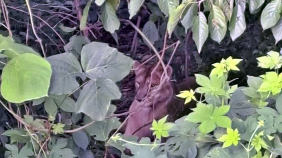 nesli-tukenme-tehlikesinde-olan-aslani-oldurduler