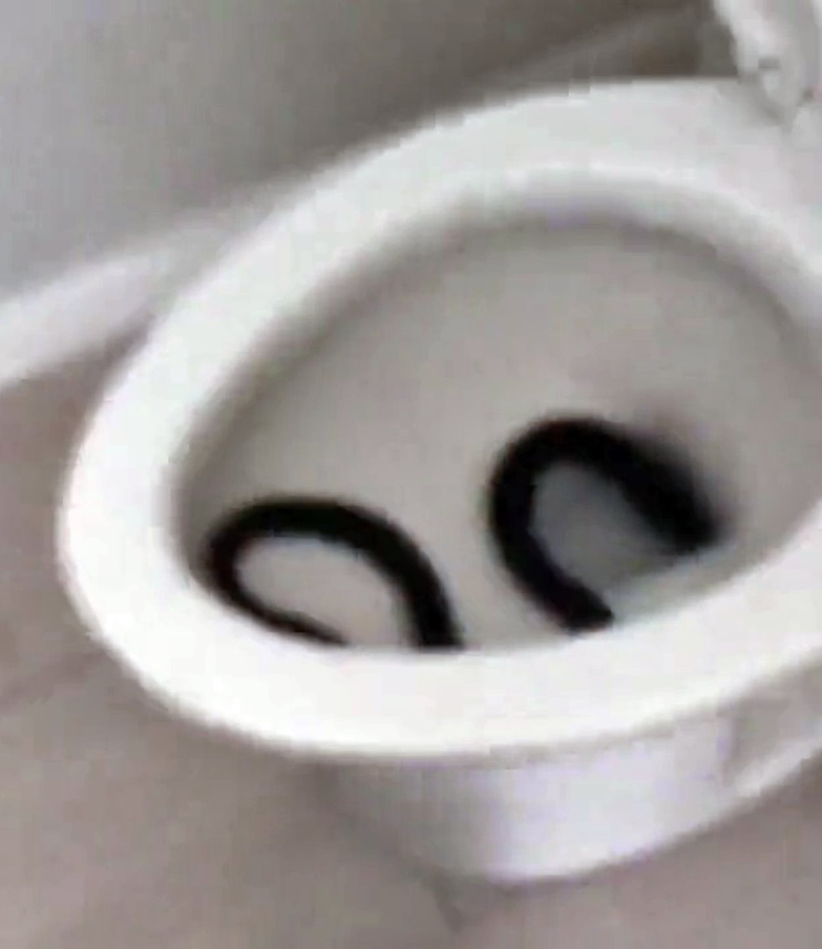 klozet-deliginden-yilan-cikar-mi