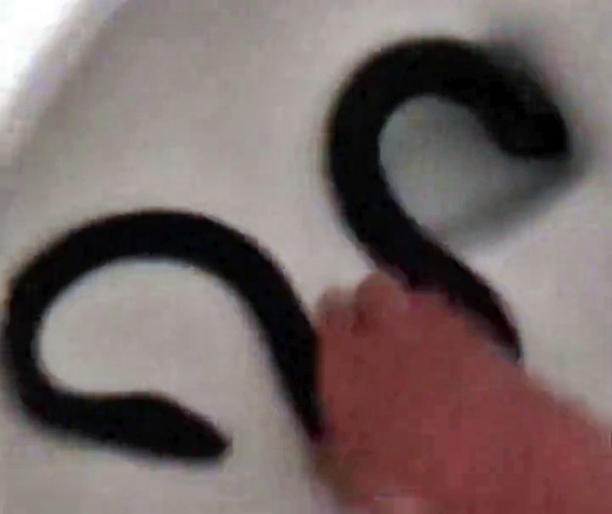 klozetten-yilan-cikar-mi