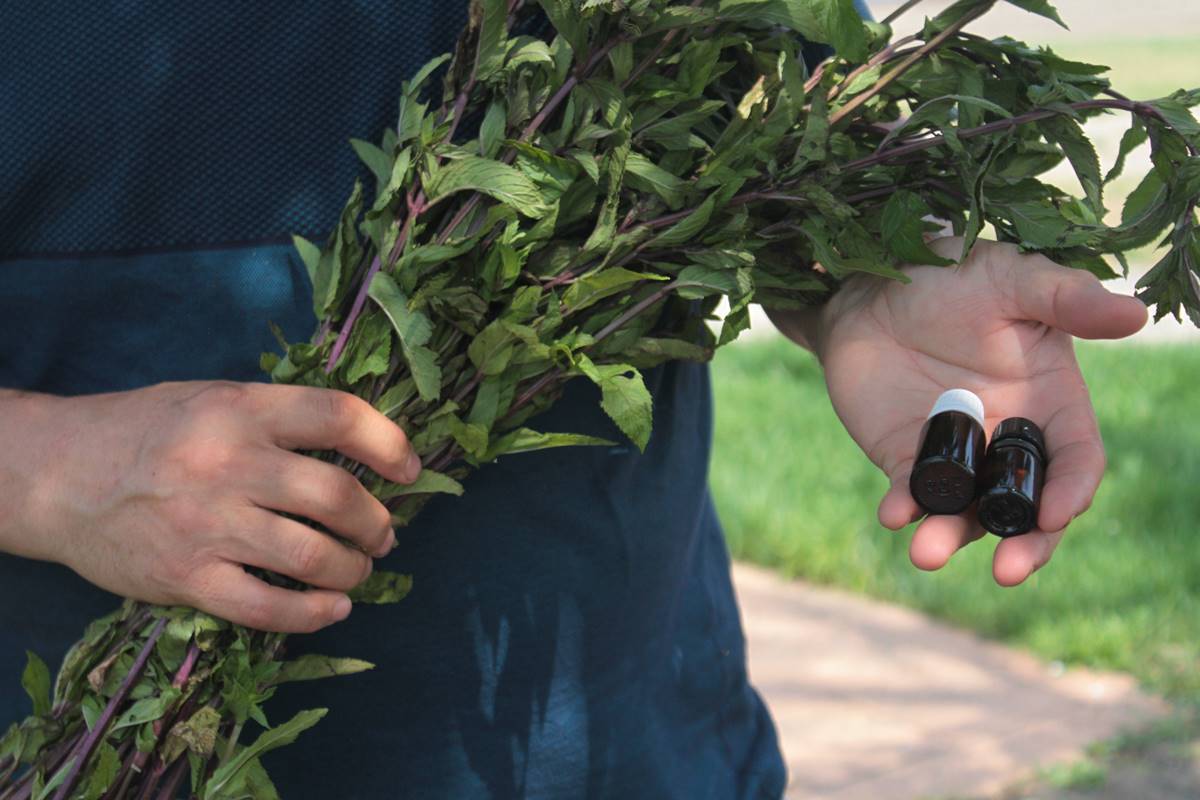 nane-yagi-nedir-neye-iyi-gelir-nane-yagi-fiyati-ne-kadar-1