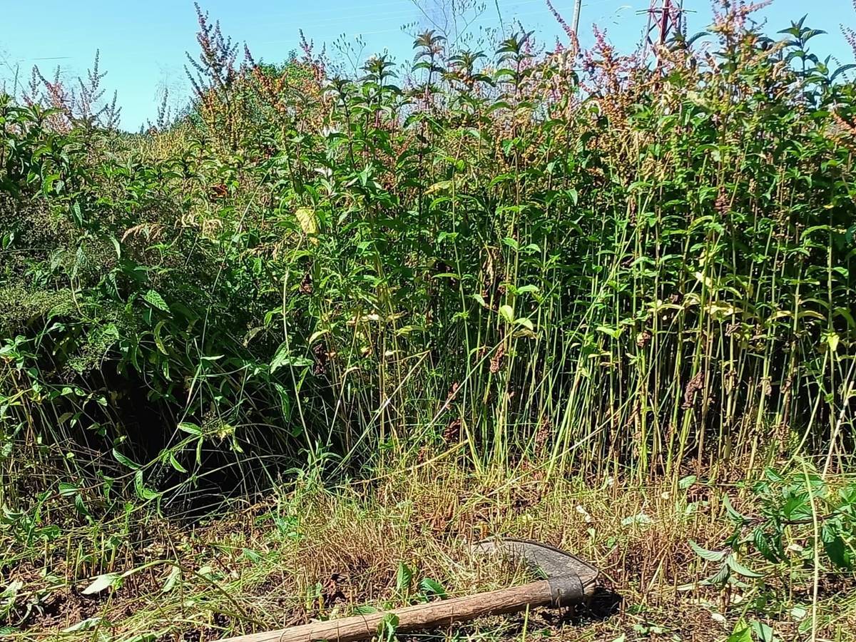 nane-yagi-nedir-neye-iyi-gelir-nane-yagi-fiyati-ne-kadar-2