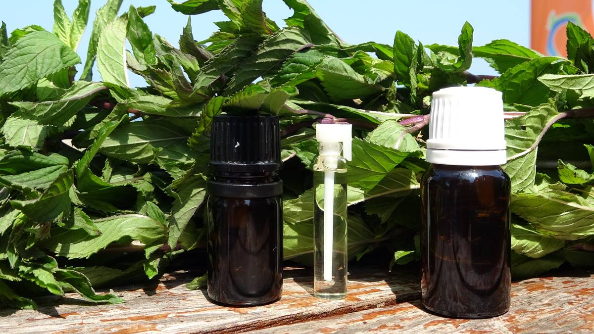 nane-yagi-nedir-neye-iyi-gelir-nane-yagi-fiyati-ne-kadar-6