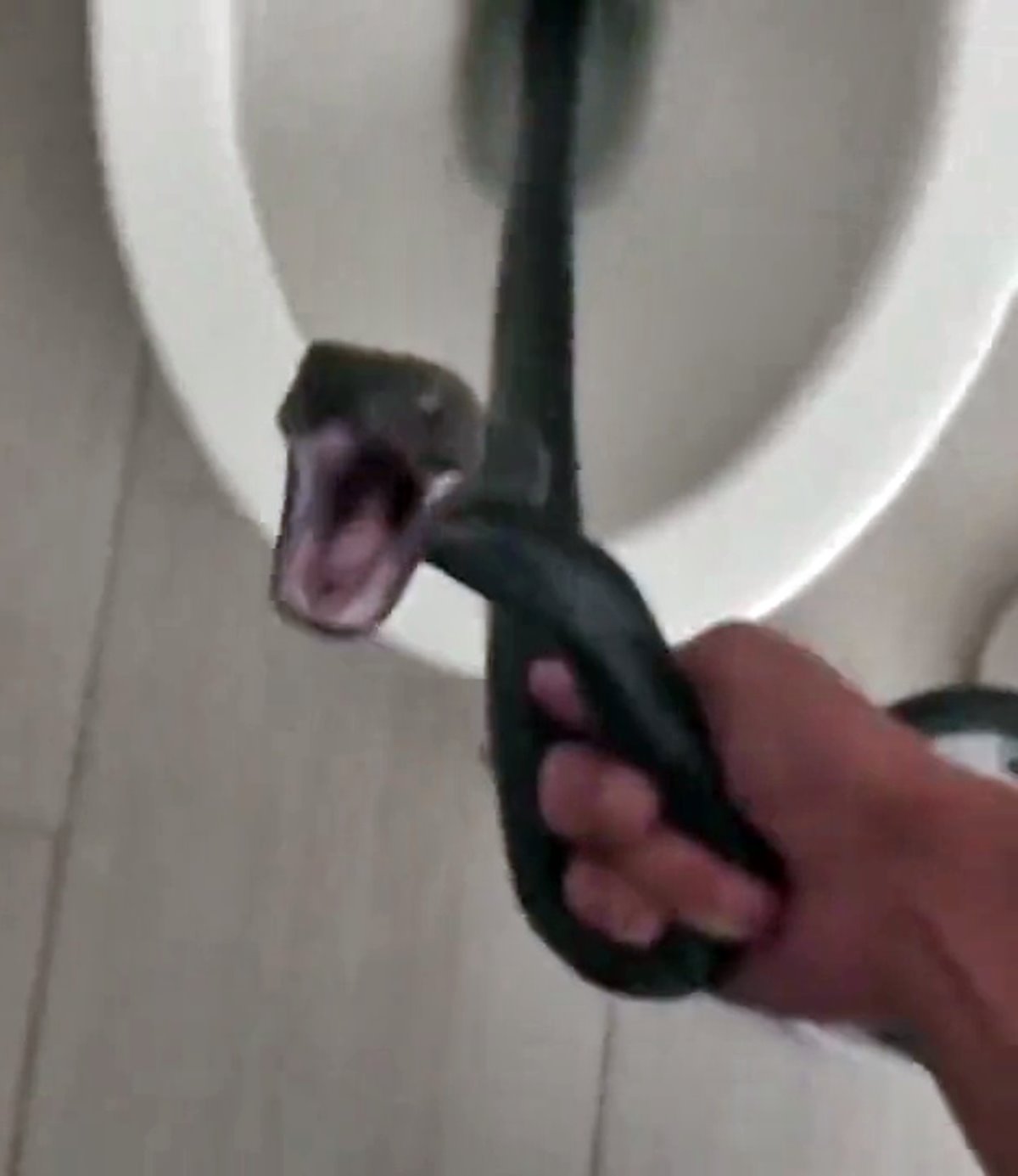 tuvaletten-yilan-cikar-mi