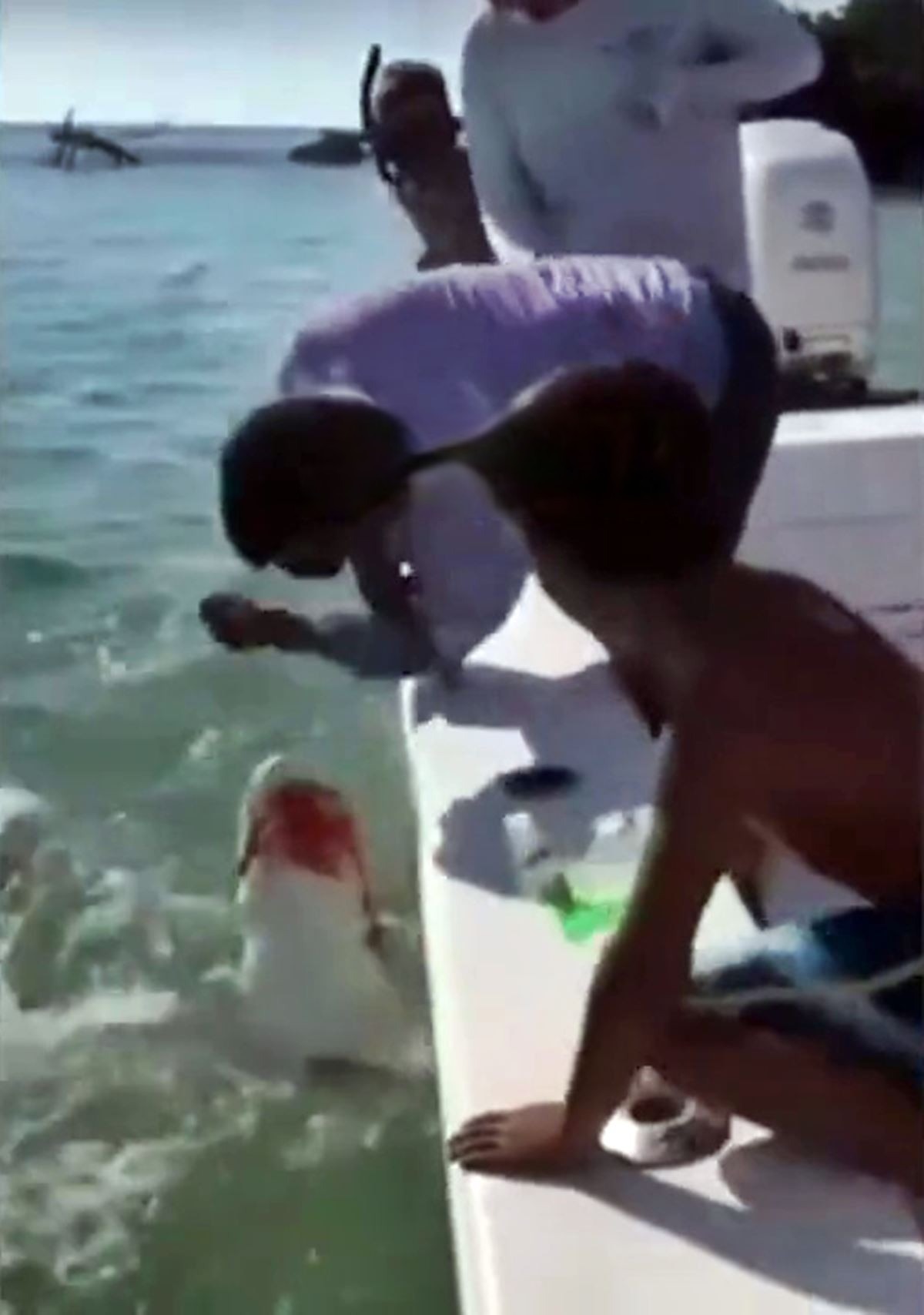 kopek-baligi-adamin-parmagini-kopardi-1