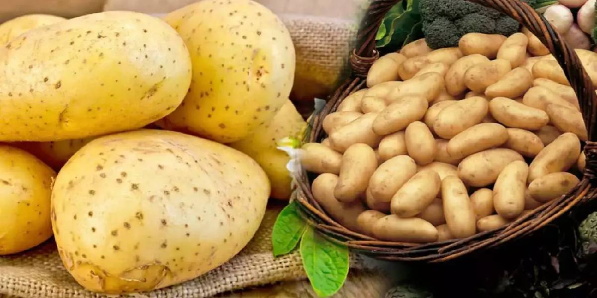 kizartmalik-ve-yemeklik-patates