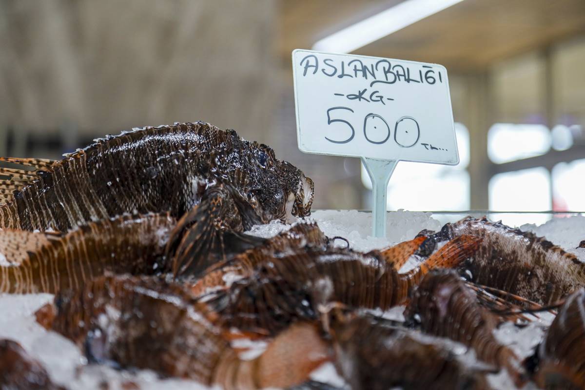 aslan-baligi-nerede-yetisir-tadi-nasil-aslan-baligi-fiyati-ne-kadar-1