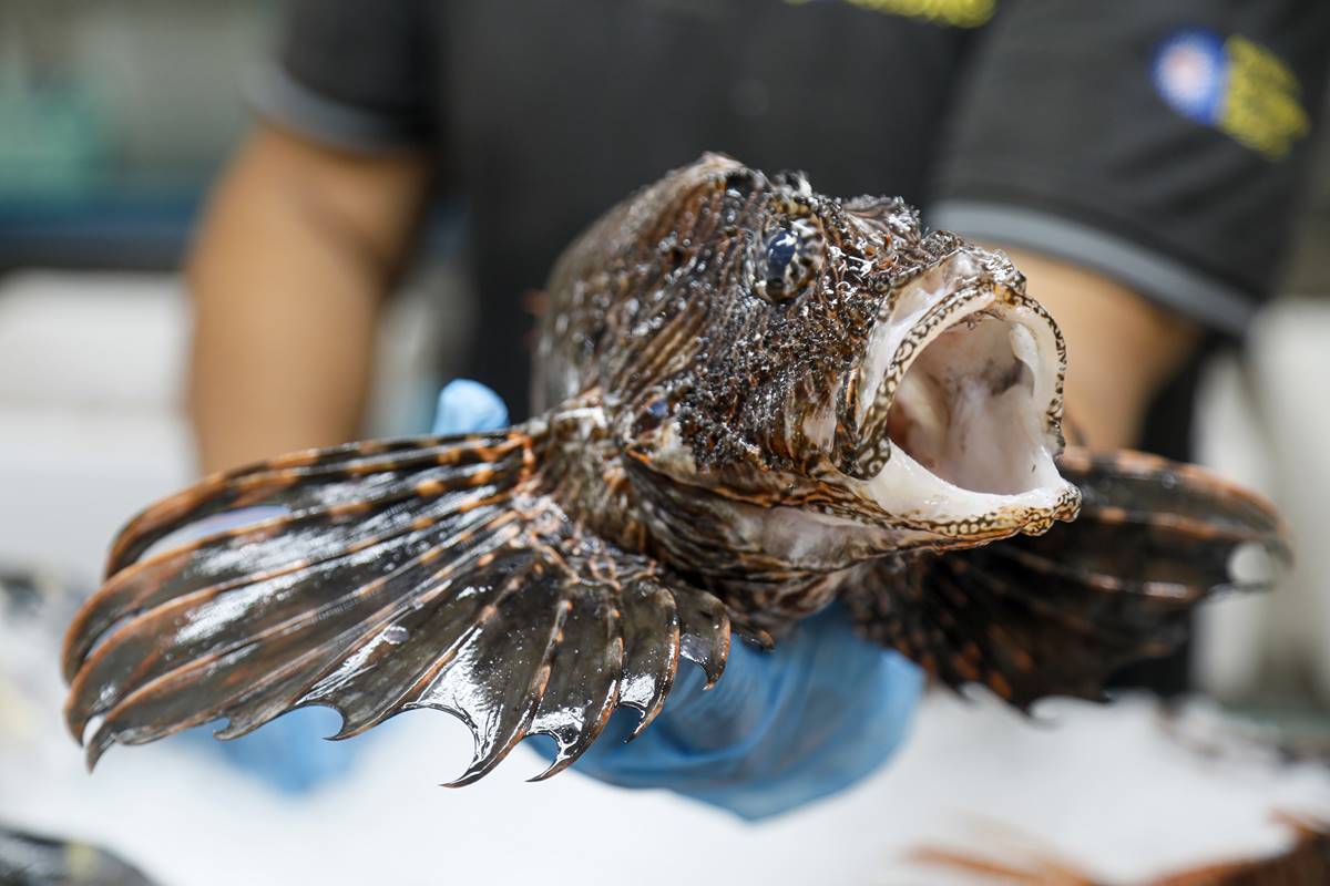 aslan-baligi-nerede-yetisir-tadi-nasil-aslan-baligi-fiyati-ne-kadar-2