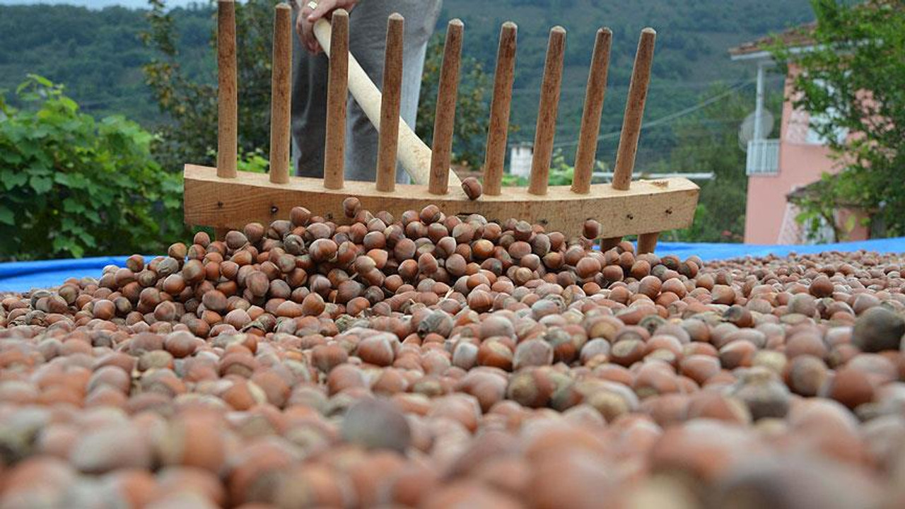 Kar yağışı fındık üreticisini sevindirdi