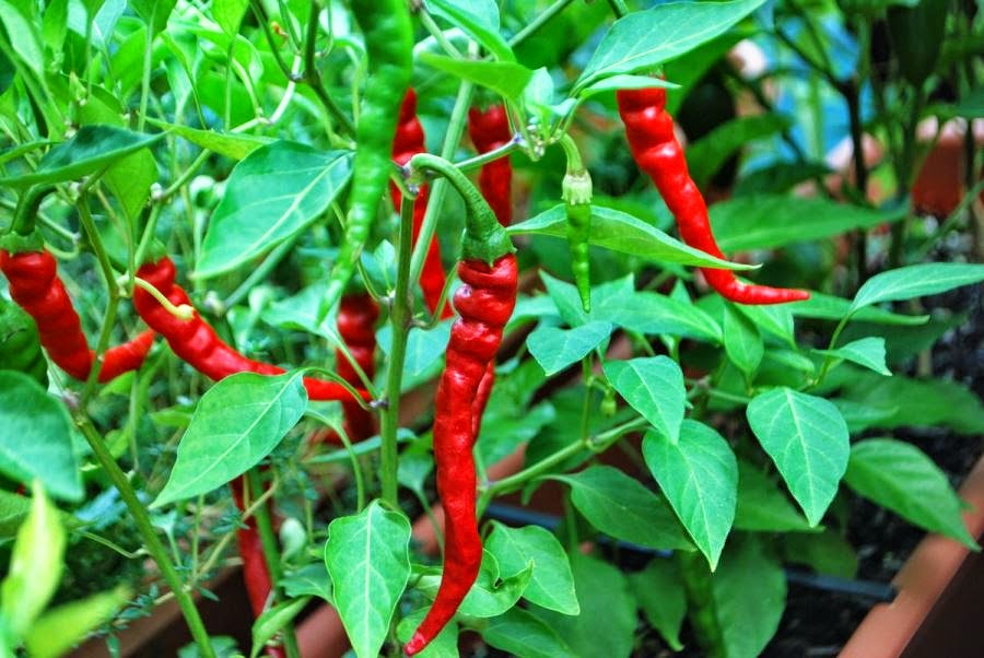 cayenne-peppers.jpg