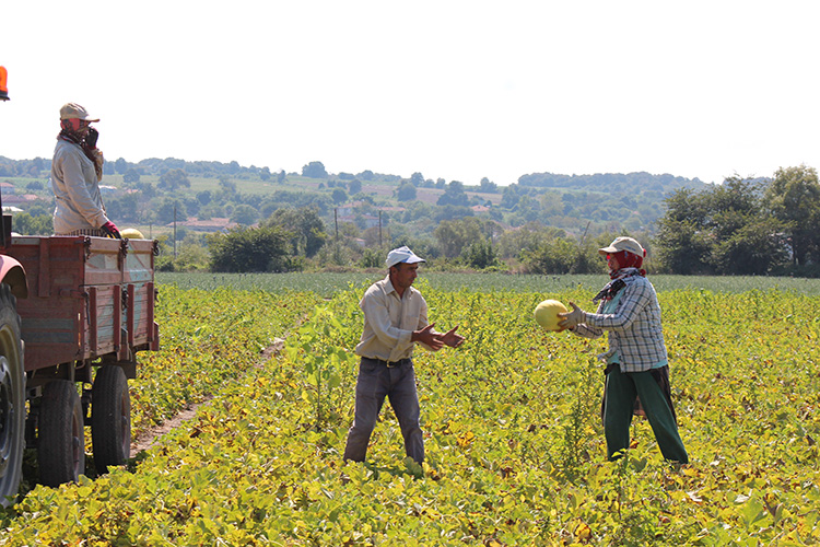 08-2023-29082023-bafra750