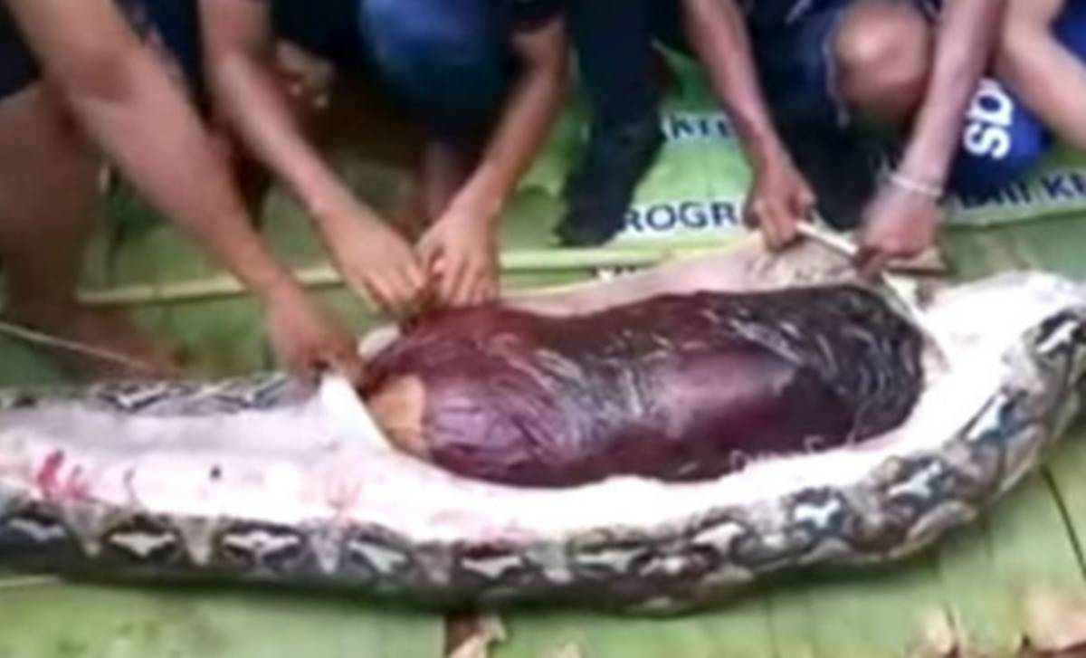 piton-yilani-kadini-yedi-2